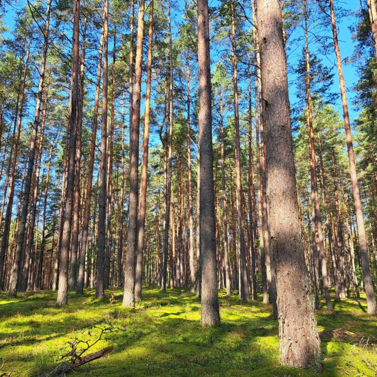 Workshop Beter slapen, lichter leven.